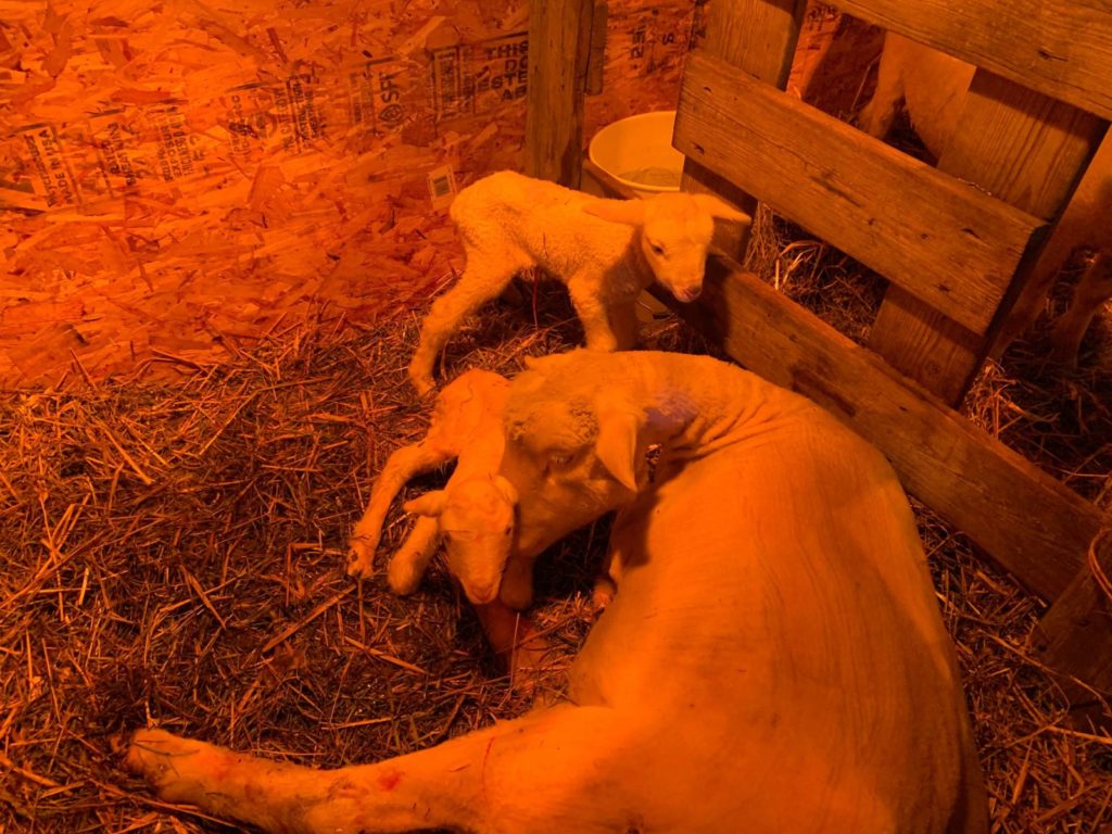 Two New Born Baby Lambs with Mama Sheep
