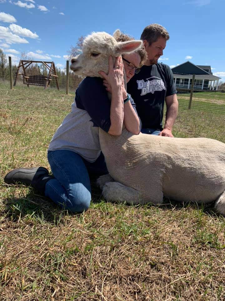 Family Assisting in the Difficult Alpaca Birth