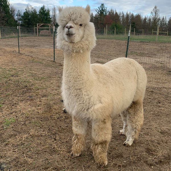 Coalition - Snowmass Herdsire - Adult Male Alpaca in White