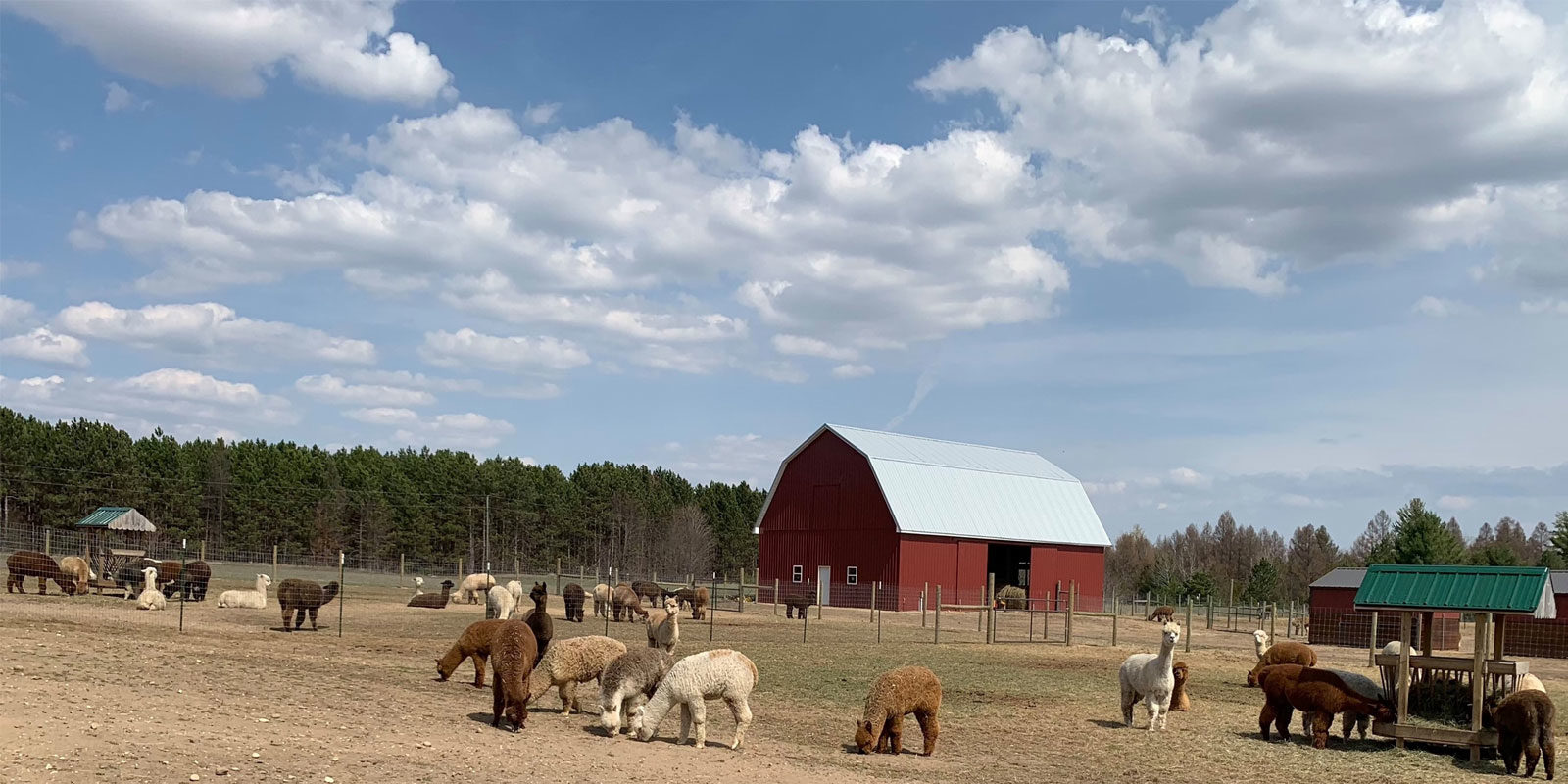 Cotton Creek Farms Alpaca Herd