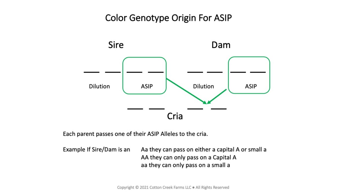 Color Genotype Origin For ASIP