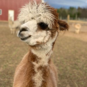 Miss Attie - Rose Grey and White Female Alpaca