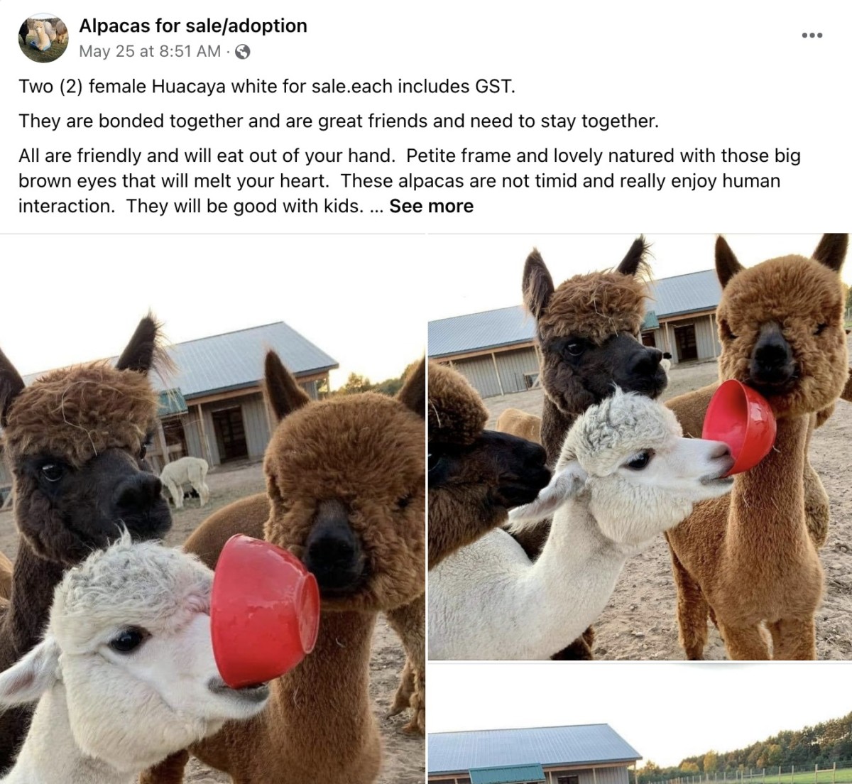 Facebook Alpaca Scam Example