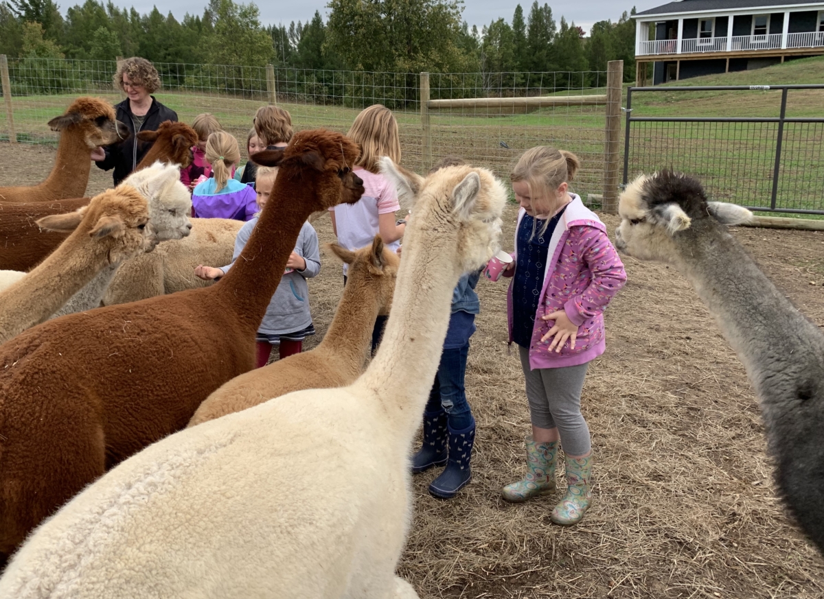 Alpaca Birthday Parties are the Best Birthday Parties Cotton Creek Farms