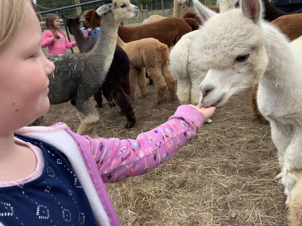 Alpaca Birthday Parties are the Best Birthday Parties Cotton Creek Farms